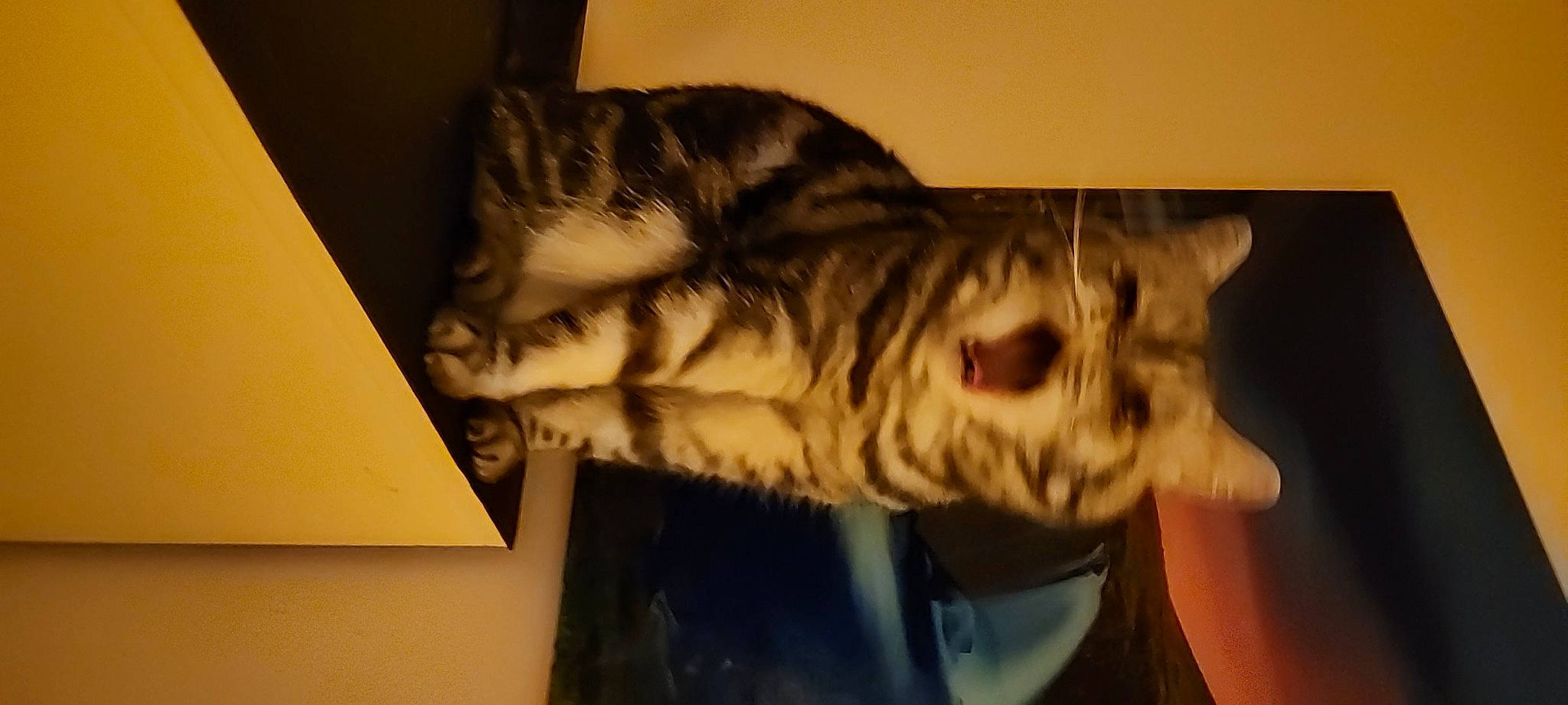 Merlin Love joined the competition — help win amazing prizes! art, artifact, carnivore, cat, domestic_short_haired_cat, felidae, fur, jaw, paw, room, sculpture, small_to_medium_sized_cats, tail, visual_arts, whiskers, wood