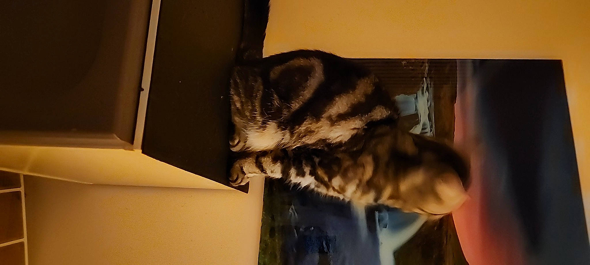 Merlin Love is registered to the contest to win money with this photo: carnivore, cat, dog_breed, domestic_short_haired_cat, felidae, fur, room, small_to_medium_sized_cats, snout, sporting_group, tail, visual_arts, whiskers, wood