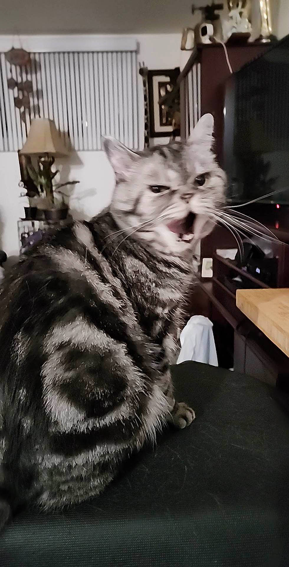 Merlin Love is registered to the contest to win money with this photo: canidae, carnivore, cat, claw, comfort, domestic_short_haired_cat, ear, event, eye, felidae, fur, grey, monochrome, monochrome_photography, picture_frame, small_to_medium_sized_cats, snout, table, vertebrate, whiskers