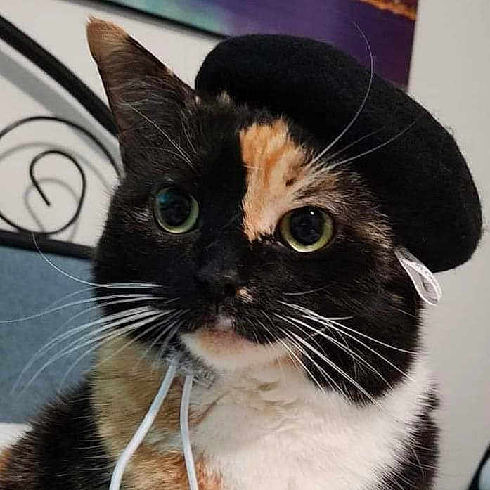 Floresse joined the competition — help win amazing prizes! animal, bedroom, beret, black_beret, calico_cat, cat, closeup, curious, cute, domestic_animal, face, feline, fur, green_eyes, hat, headwear, indoor, pet, portrait, whiskers