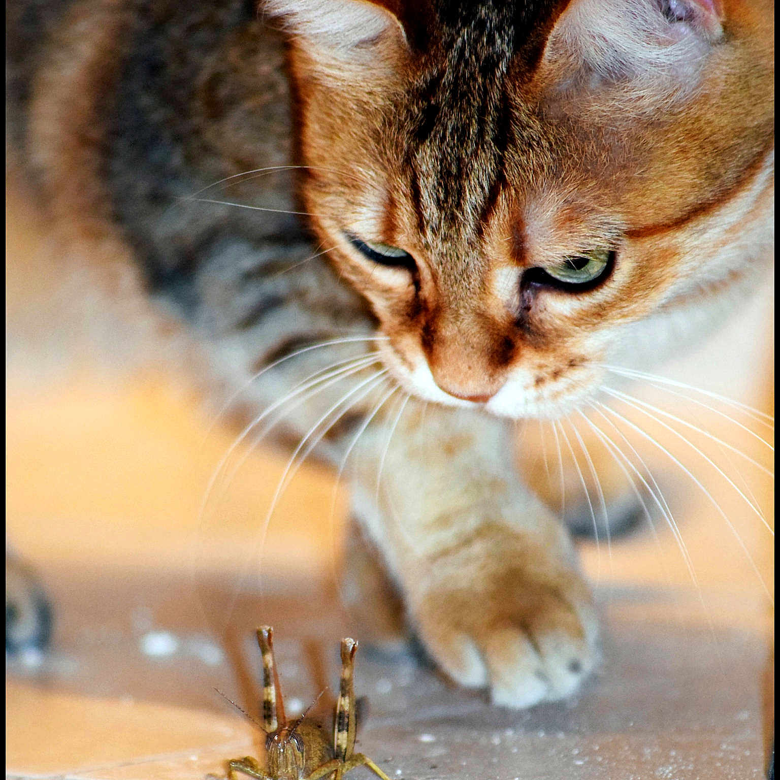 Venus participe au concours pour gagner de l'argent avec cette photo :