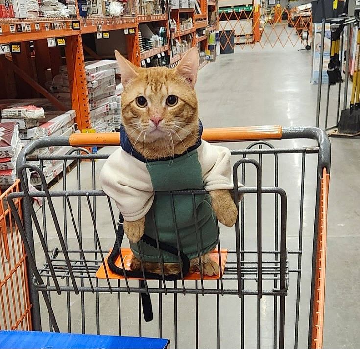 Cheeto joined the competition — help win amazing prizes! bicycle_wheel, blue, carnivore, cat, domestic_short_haired_cat, eyewear, fawn, felidae, fur, pet_supply, retail, shelf, small_to_medium_sized_cats, snapshot, snout, sunglasses, tire, wheel, whiskers, wood