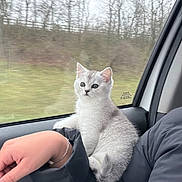 Lily Winter joined the competition — help win amazing prizes! kitten, cat, pet, animal, gray_fur, feline, car_interior, window, human_arm, bracelet, jacket, nature, trees, outdoor, blurred_background, sitting, cute, young, fur, looking