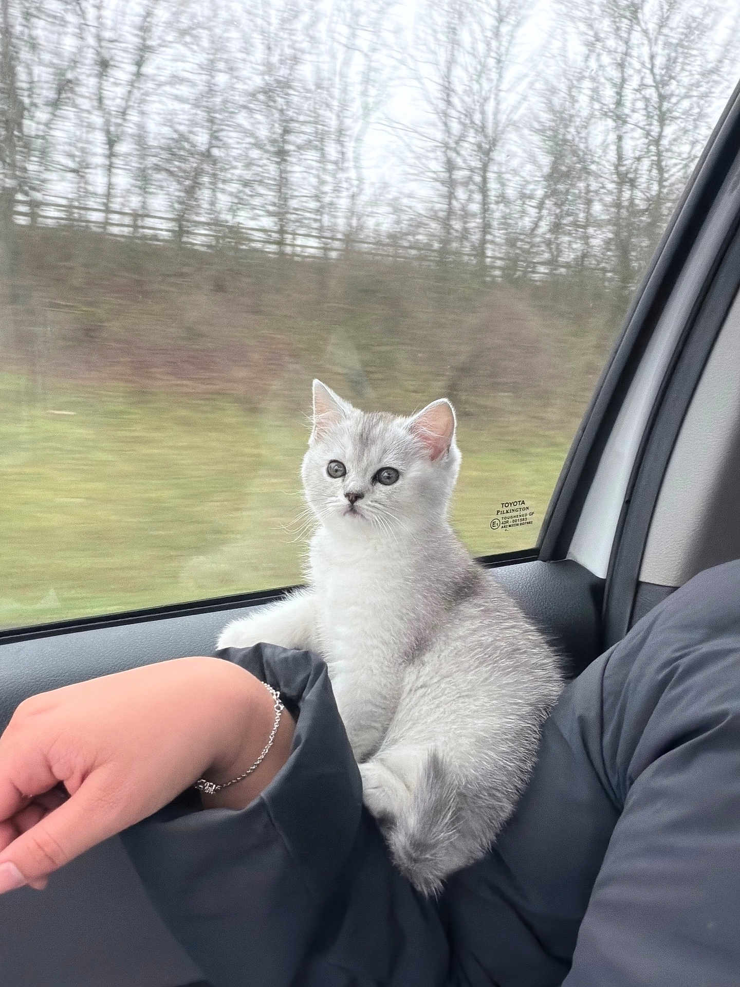 Lily Winter joined the competition — help win amazing prizes! kitten, cat, pet, animal, gray_fur, feline, car_interior, window, human_arm, bracelet, jacket, nature, trees, outdoor, blurred_background, sitting, cute, young, fur, looking