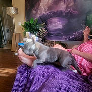 Luka is registered to the contest to win money with this photo: animal, blanket, blur, casual, dog, door, foot, furniture, home_decor, indoor, lamp, legs, motion, person, plant, purple, relaxation, table, tapestry, wood_floor