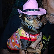 Molly joined the competition — help win amazing prizes! dog, small_dog, pink_hat, colorful_clothing, person, hand, indoor, portrait, pet, animal, cute, fashion, accessory, headset, closeup, brown_dog, human_hand, face_partial, casual, funny