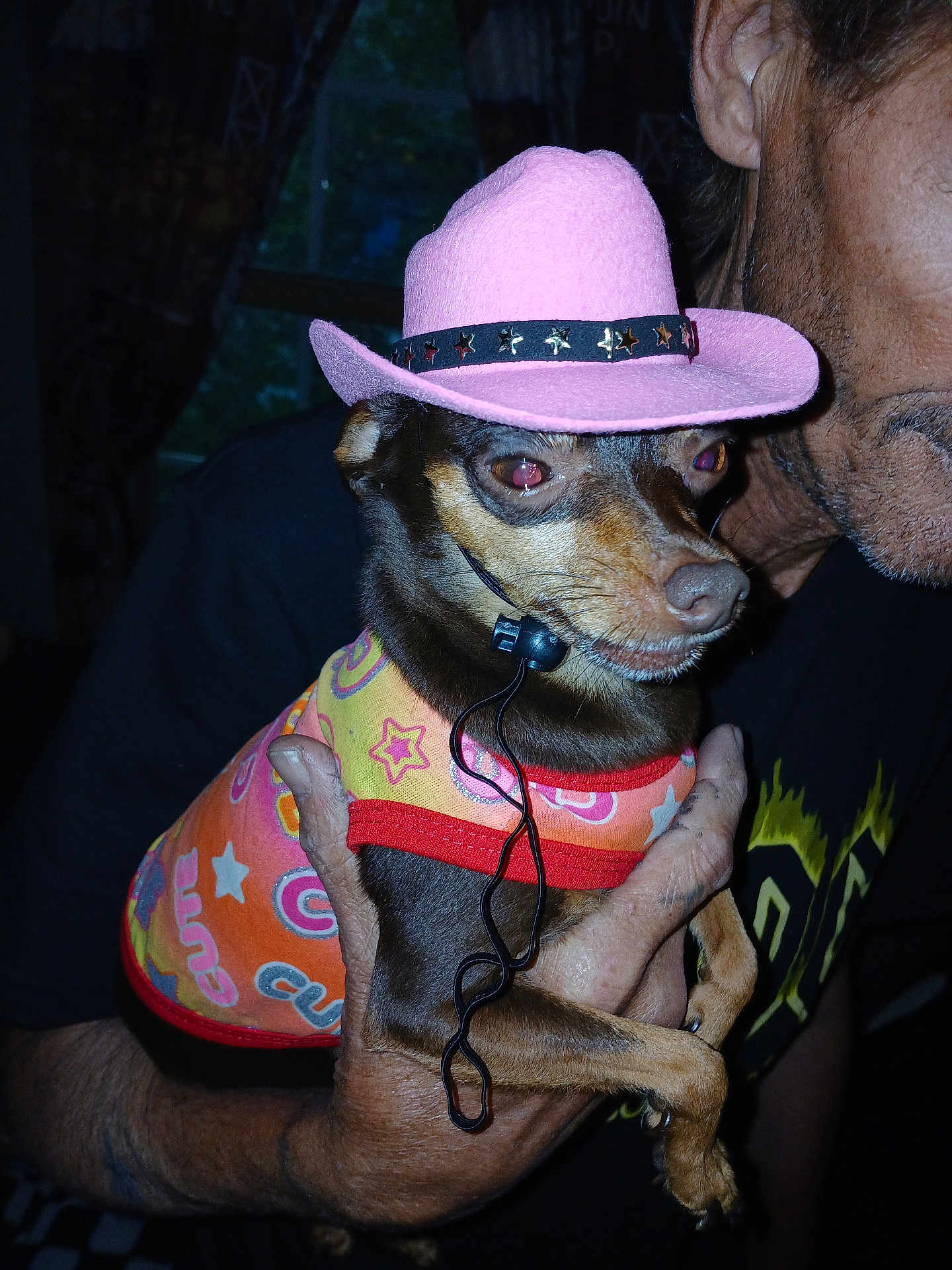 Molly joined the competition — help win amazing prizes! dog, small_dog, pink_hat, colorful_clothing, person, hand, indoor, portrait, pet, animal, cute, fashion, accessory, headset, closeup, brown_dog, human_hand, face_partial, casual, funny