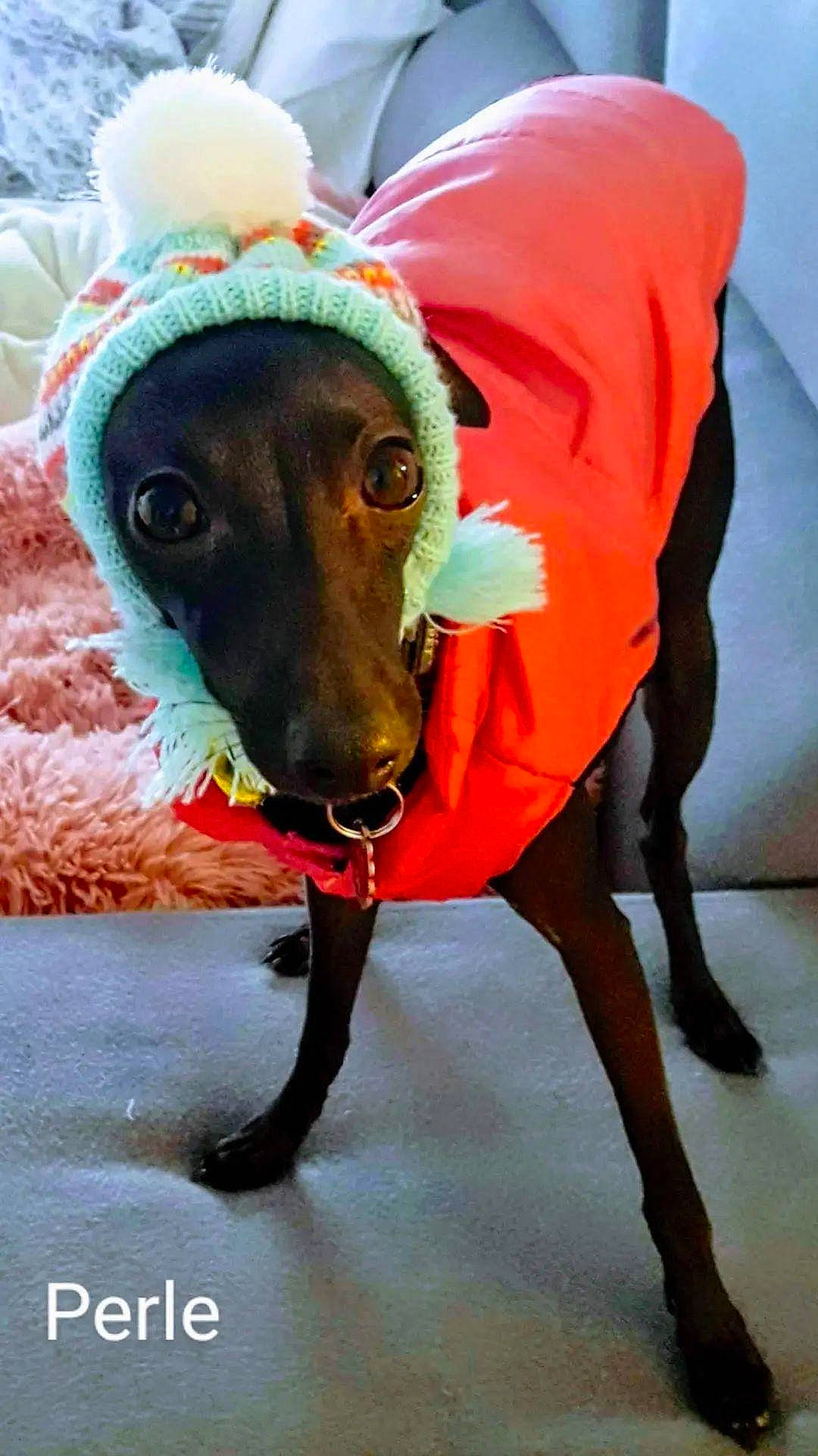 Perle a rejoint le concours — aidez-le/la à gagner de superbes lots ! canidae, carnivore, collar, companion_dog, dog, dog_breed, dog_clothes, dog_collar, dog_supply, fashion_accessory, fawn, hat, leash, liver, personal_protective_equipment, pet_supply, snout, sporting_group, whiskers, working_animal