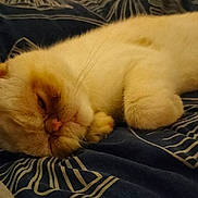 Roscoe participe au concours pour gagner de l'argent avec cette photo : cat, sleeping_cat, pet, bed, blanket, whiskers, close_up, sleepy, indoor, cozy, bedding, fur, paw, portrait, domestic_animal, feline, nap, relaxed, bedroom, soft_lighting