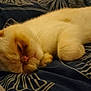 cat, sleeping_cat, pet, bed, blanket, whiskers, close_up, sleepy, indoor, cozy, bedding, fur, paw, portrait, domestic_animal, feline, nap, relaxed, bedroom, soft_lighting