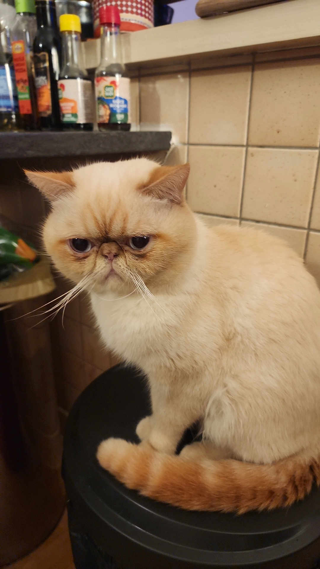 Roscoe participe au concours pour gagner de l'argent avec cette photo : cat, exotic_shorthair, cream_fur, orange_tail, whiskers, sitting, stool, kitchen, tiled_wall, countertop, condiment_bottles, jar, indoor, pet, closeup, grumpy_expression, furry, portrait, beige, flat_face