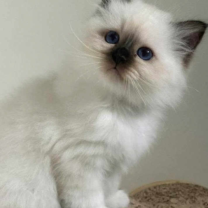 Willy Wonka a rejoint le concours — aidez-le/la à gagner de superbes lots ! adorable, animal, blue_eyes, cat, closeup, curious, cute, dark_ears, feline, fluffy, indoor, kitten, pet, portrait, sitting, small, soft, whiskers, white_fur, young