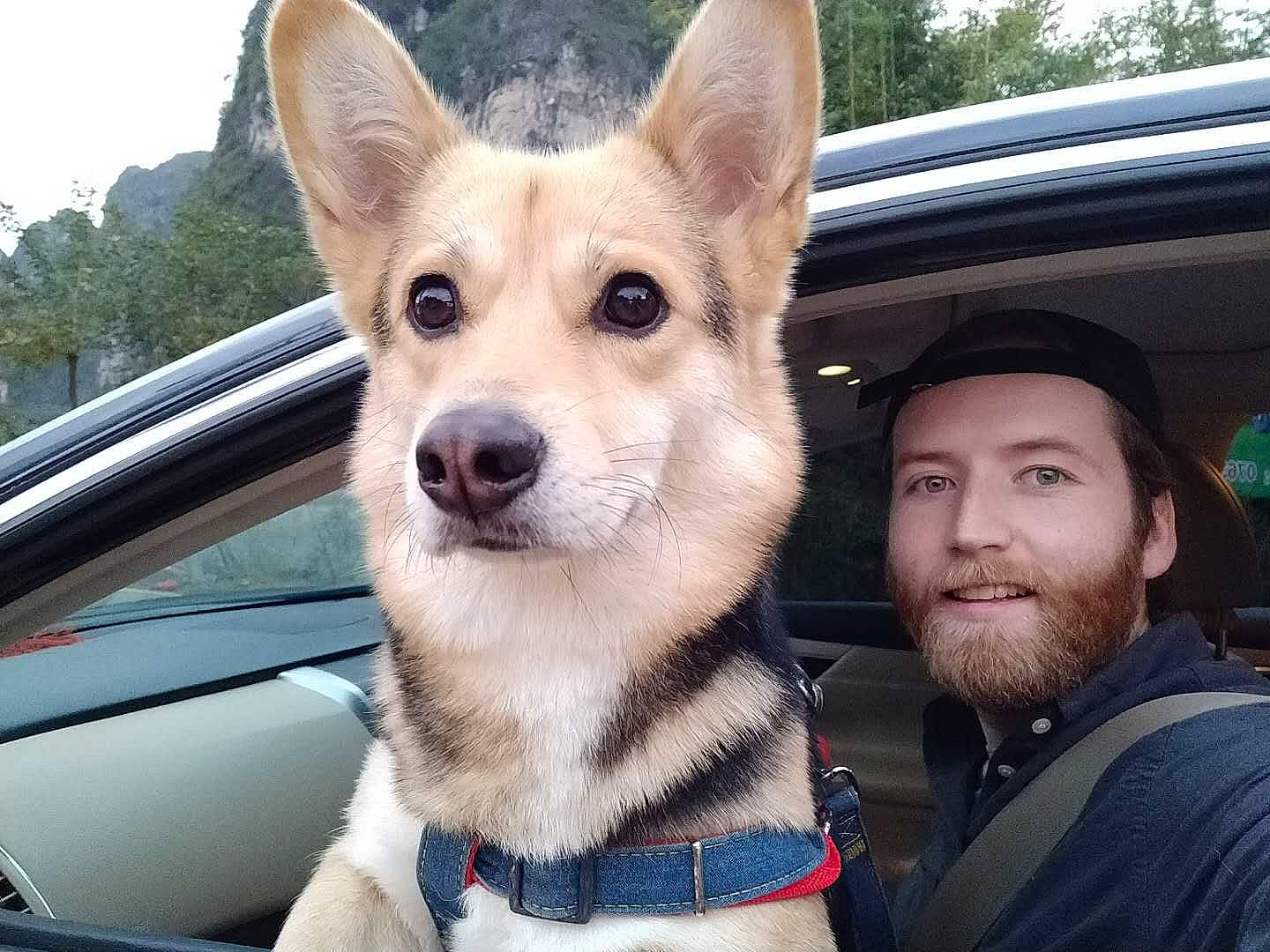 Newton a rejoint le concours — aidez-le/la à gagner de superbes lots ! canaan_dog, canidae, carnivore, carolina_dog, companion_dog, dog, dog_breed, korean_jindo_dog, mammal, norwegian_buhund, rare_breed_dog, snout, vehicle, vertebrate, whiskers, working_dog