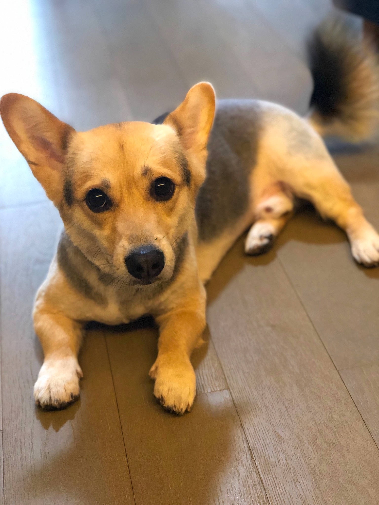 Newton participe au concours pour gagner de l'argent avec cette photo : canidae, cardigan_welsh_corgi, carnivore, companion_dog, corgi_chihuahua, dog, dog_breed, fawn, mammal, pembroke_welsh_corgi, puppy, rare_breed_dog, snout, street_dog, vertebrate, welsh_corgi, whiskers