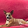 dog, canine, pet, indoor, couch, red_couch, brindle_coat, relaxed, lying_down, ears, collar, animal, furniture, domestic_animal, mammal, portrait, resting, looking_at_camera, calm, companion