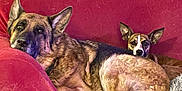 Sadie Duke joined the competition — help win amazing prizes! dog, couch, red_couch, fur, resting, large_dog, small_dog, pet, indoor, cozy, blanket, relaxed, animal, ears, face, snout, lying_down, home, comfort, domestic