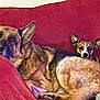 dog, couch, red_couch, fur, resting, large_dog, small_dog, pet, indoor, cozy, blanket, relaxed, animal, ears, face, snout, lying_down, home, comfort, domestic