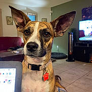 Sadie Duke is registered to the contest to win money with this photo: dog, pet, indoor, living_room, collar, ear, brown, white, tile_floor, blanket, television, furniture, couch, decor, home, floor, attention, animal, tag, closeup
