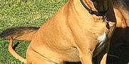 Buster joined the competition — help win amazing prizes! dog, tan, collar, grass, outdoor, pet, animal, sitting, sunlight, stone_wall, canine, mammal, fur, tail, ears, alert, nature, domestic_animal, daytime, portrait