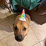 Buster is registered to the contest to win money with this photo: dog, party_hat, indoor, tile_floor, couch, brown_dog, small_dog, looking_up, curious, pet, animal, floor, celebration, domestic, canine, two_dogs, footwear, green_blanket, colorful, companion