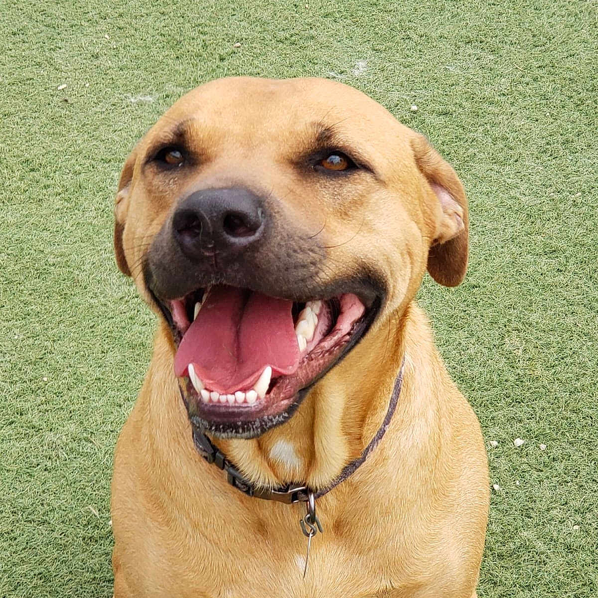 Buster is registered to the contest to win money with this photo: animal, brown_fur, canine, closeup, collar, dog, ears, friendly, grass, happy, muzzle, outdoor, pet, playful, sitting, smiling, tan_dog, teeth, tongue_out, white_patch