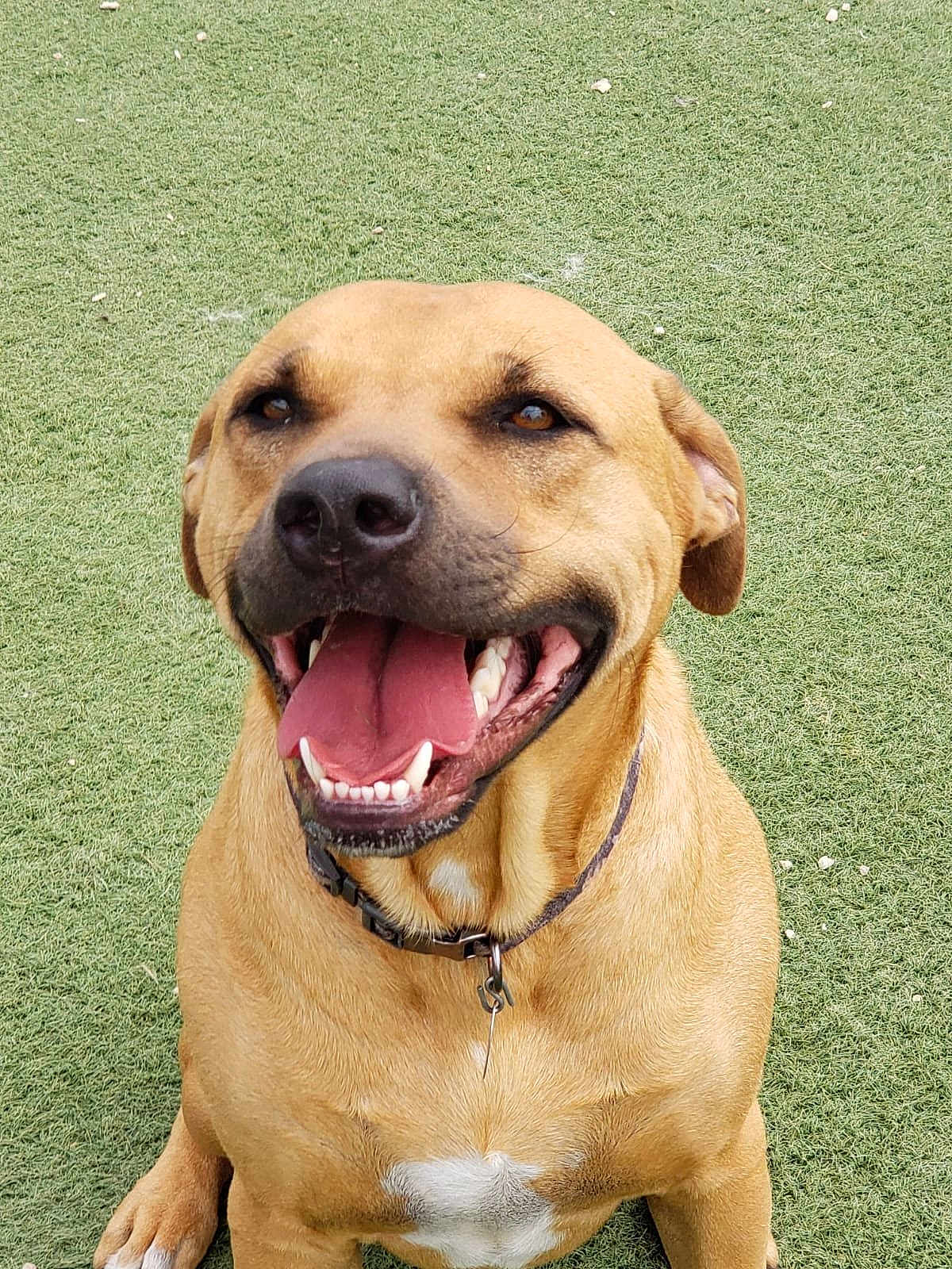 Buster is registered to the contest to win money with this photo: dog, tan_dog, smiling, happy, tongue_out, sitting, grass, outdoor, pet, canine, collar, brown_fur, white_patch, friendly, playful, animal, closeup, muzzle, ears, teeth