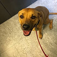 Buster is registered to the contest to win money with this photo: dog, brown_dog, leash, floor, marble_floor, indoor, pet, canine, collar, happy, smiling, looking_up, paw, tail, boot, close_up, pet_tag, leash_rope, animal, domestic