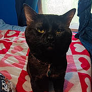 Boo is registered to the contest to win money with this photo: black_cat, cat, pet, animal, feline, golden_eyes, sitting, indoors, bedroom, bed, blanket, heart_pattern, curtains, window, collar, pendant, jewelry, portrait, front_view, dark_fur