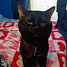 black_cat, cat, pet, animal, feline, golden_eyes, sitting, indoors, bedroom, bed, blanket, heart_pattern, curtains, window, collar, pendant, jewelry, portrait, front_view, dark_fur
