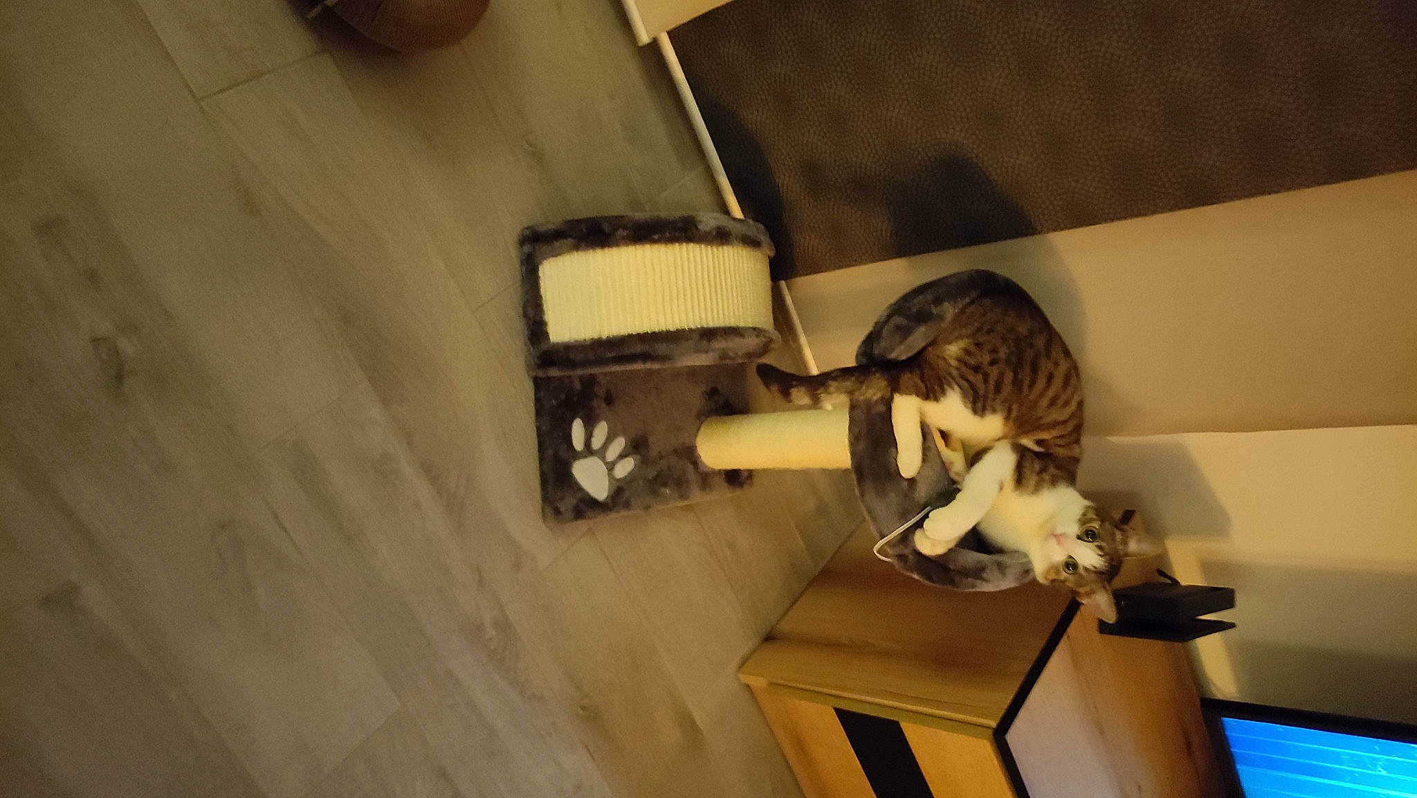 Lili participe au concours pour gagner de l'argent avec cette photo : art, ceiling, flooring, hardwood, lighting_accessory, plaster, plywood, room, shelving, toy, visual_arts, wood