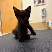 Stevie is registered to the contest to win money with this photo: kitten, black_cat, cat, pet, animal, indoor, table, curious, small, fur, whiskers, paw, ears, eyes, door, wall, dispenser, background, texture, cute