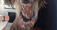 Tigane participe au concours pour gagner de l'argent avec cette photo : dog, chinese_crested, pet, indoor, person, lap, kitchen, collar, fur, fluffy_paws, seated, brown, white, black, cute, animal, companion, portrait, domestic, friendly