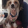 dog, chinese_crested, pet, indoor, person, lap, kitchen, collar, fur, fluffy_paws, seated, brown, white, black, cute, animal, companion, portrait, domestic, friendly
