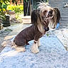 dog, chinese_crested, pet, outdoor, sunlight, fur, unique_hairstyle, fluffy_paws, collar, meditative, relaxed, blue_mat, garden, fence, concrete, plants, shadows, dog_tag, sitting, closed_eyes