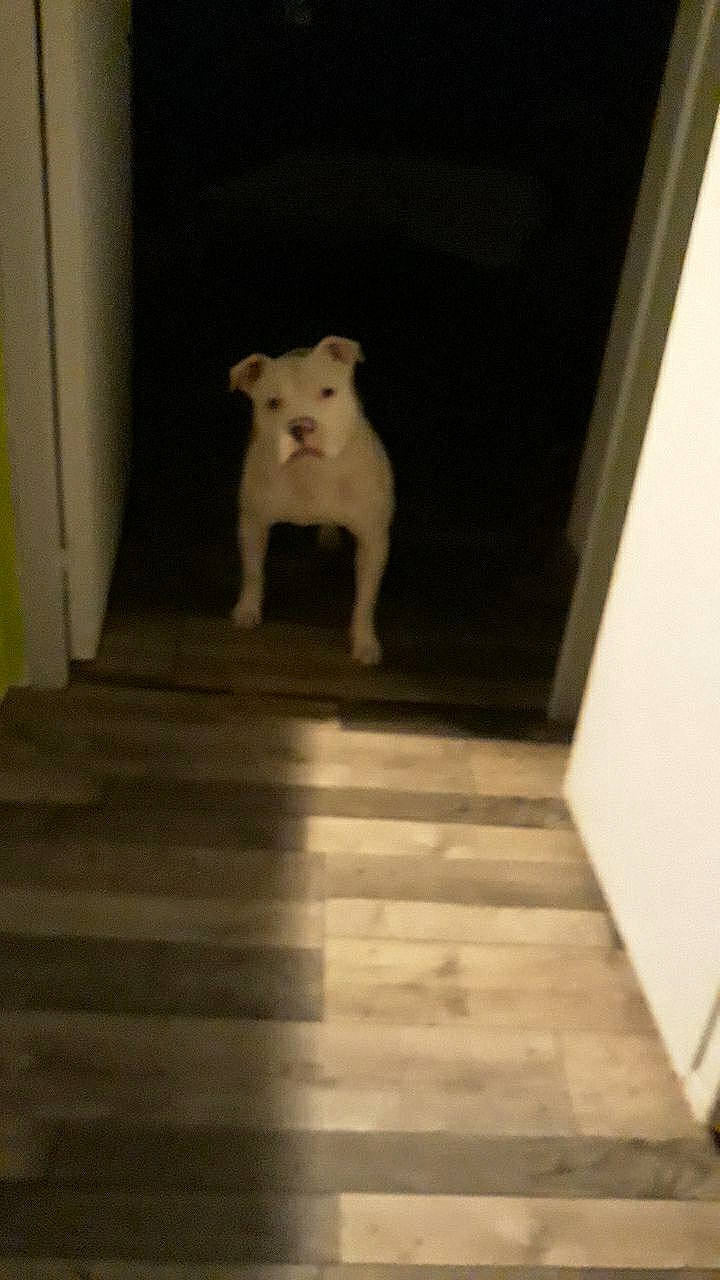 Kaiser participe au concours pour gagner de l'argent avec cette photo : canidae, carnivore, companion_dog, dog, dog_breed, fawn, floor, flooring, hardwood, non_sporting_group, puppy, room, snout, sporting_group, stairs, tail, whiskers, wood