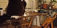Channel a rejoint le concours — aidez-le/la à gagner de superbes lots ! cat, table, wooden_chair, glass_container, potted_plant, indoor, furniture, curious, black_and_white_cat, household_items, cozy_room, window, wooden_table, folding_chair, domestic, home, pet, animal, sitting, interior