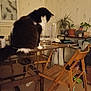 cat, table, wooden_chair, glass_container, potted_plant, indoor, furniture, curious, black_and_white_cat, household_items, cozy_room, window, wooden_table, folding_chair, domestic, home, pet, animal, sitting, interior