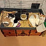 Channel a rejoint le concours — aidez-le/la à gagner de superbes lots ! cat, cage, animal_bedding, wooden_chest, indoor, pet, feline, resting, curious, orange_and_white_cat, black_and_white_cat, brown_and_white_cat, carpet, wire_cage, small_animal_cage, pets_indoor, unusual_place, animal_care, household, relaxed