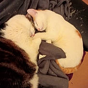 Channel participe au concours pour gagner de l'argent avec cette photo : cat, sleeping, cozy, blanket, fur, pet, indoor, resting, cute, animal, two_cats, white_cat, striped_cat, soft, warm, relaxed, companion, friendship, comfort, nap