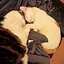 cat, sleeping, cozy, blanket, fur, pet, indoor, resting, cute, animal, two_cats, white_cat, striped_cat, soft, warm, relaxed, companion, friendship, comfort, nap