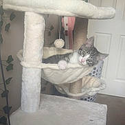 Teddy joined the competition — help win amazing prizes! kitten, cat_tree, hammock, indoor, pet, feline, curious, white, gray, striped, cozy, relaxed, hanging_toy, door, laundry_basket, floor, plant, animal, cute, young