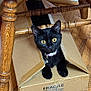 Stella joined the competition — help win amazing prizes! black_cat, cat, cardboard_box, fragile_label, wooden_chair, hardwood_floor, pet, curious, indoor, animal, feline, collar, yellow_eyes, playful, home, domestic_cat, box, sitting, looking, cute