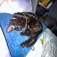 Stella is registered to the contest to win money with this photo: bed, black_cat, blanket, cat, colorful, cozy, cute, domestic_animal, drink_can, fur, furniture, indoor, nightstand, paw, pet, pillow, quilt, resting, sleeping, snacks