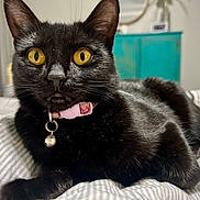 Stella joined the competition — help win amazing prizes! black_cat, cat, pet, animal, feline, bed, collar, bell, golden_eyes, striped_bedspread, indoor, close_up, whiskers, ears, fur, relaxed, cute, domestic_animal, resting, house