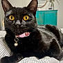 black_cat, cat, pet, animal, feline, bed, collar, bell, golden_eyes, striped_bedspread, indoor, close_up, whiskers, ears, fur, relaxed, cute, domestic_animal, resting, house