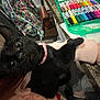 Stella joined the competition — help win amazing prizes! art_supplies, backpack, black_kitten, cat, close_up, cozy, cute, domestic_animal, feline, floral_pattern, fur, hand, indoor, markers, person_holding, pet, pink_sweater, small_pet, tabletop, wide_eyes