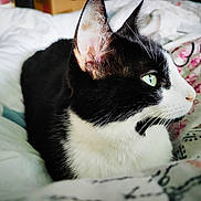 Méiose participe au concours pour gagner de l'argent avec cette photo : cat, black_and_white, close_up, green_eyes, bedspread, indoor, pet, feline, resting, fur, whiskers, comfort, animal, portrait, side_view, domestic_cat, relaxed, bedroom, patterned_textile, soft_light
