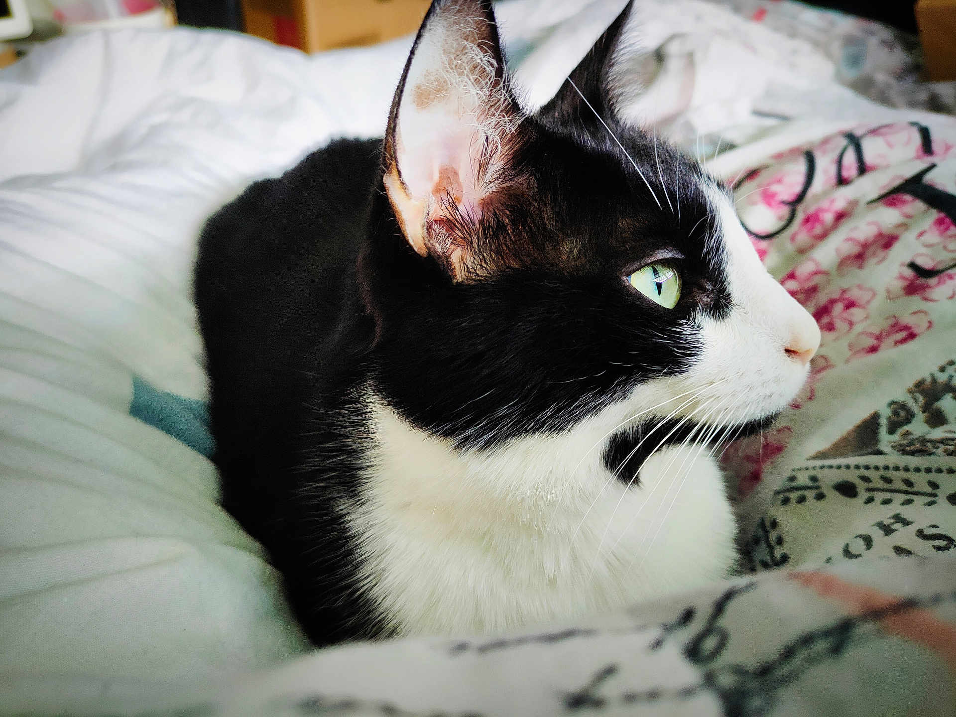 Méiose participe au concours pour gagner de l'argent avec cette photo : cat, black_and_white, close_up, green_eyes, bedspread, indoor, pet, feline, resting, fur, whiskers, comfort, animal, portrait, side_view, domestic_cat, relaxed, bedroom, patterned_textile, soft_light
