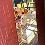 dog, small_dog, peeking, wooden_floor, sunlight, porch, outdoor_furniture, happy, tongue_out, curious, collar, pet, wooden_railings, shadow, daylight, canine, playful, animal, closeup, domestic_animal