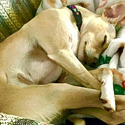 Niles Crain is registered to the contest to win money with this photo: dog, sleeping, blanket, cozy, resting, pet, fur, collar, indoors, closeup, relaxation, cute, animal, paw, nap, comfortable, canine, domestic_animal, warm, peaceful